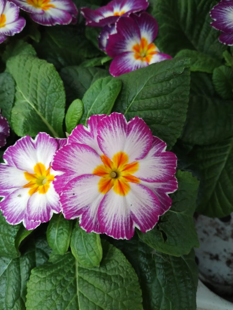 Colourful primrose flowers with pink, white and yellow centres in garden centre display