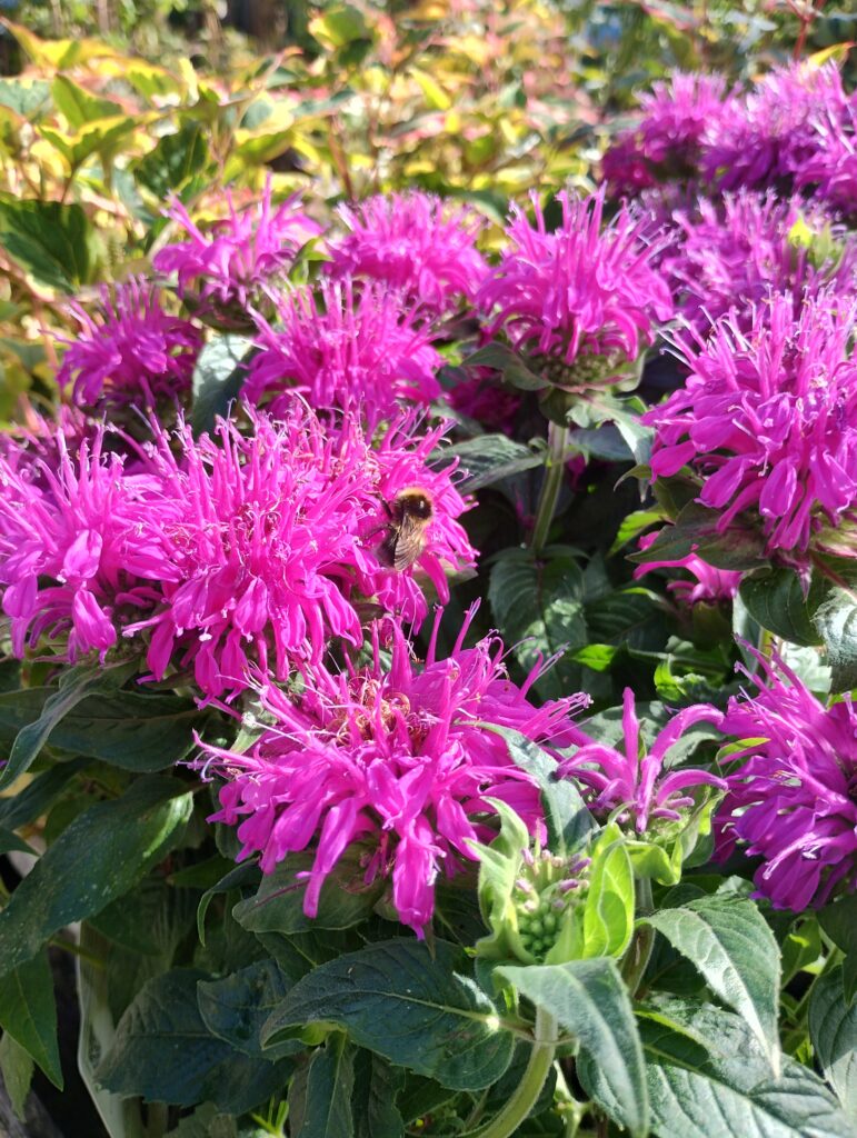 Vibrant pink bee balm flowers attracting a bee among lush green foliage