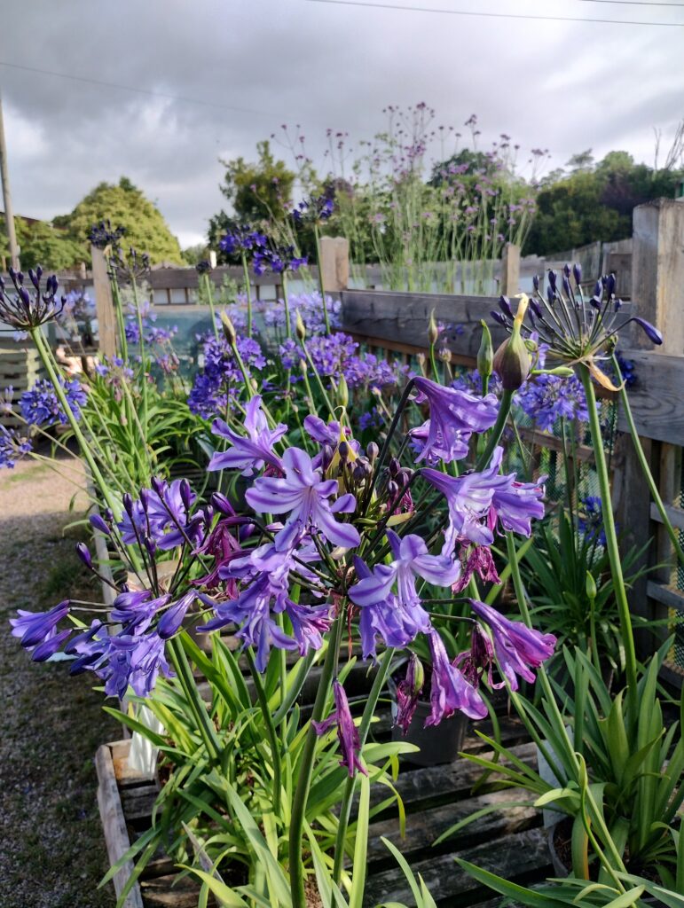 Stunning outdoor purple plants blossoming at Tewkesbury Garden Centre
