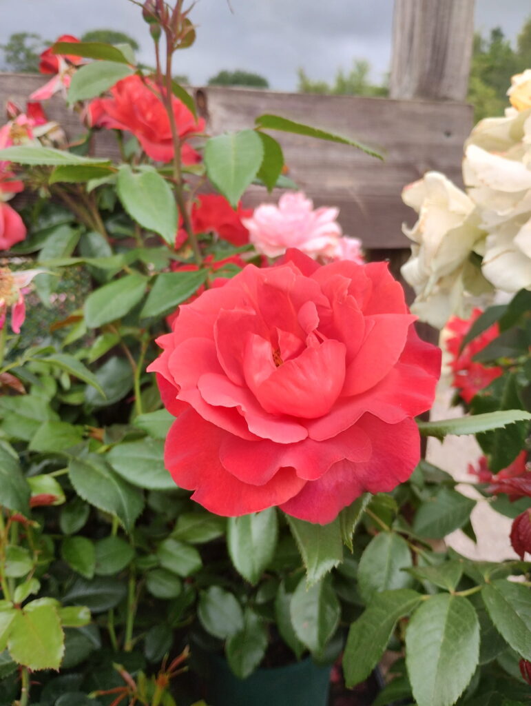 Rose plants available at Tewkesbury Garden Centre with vibrant red blooms