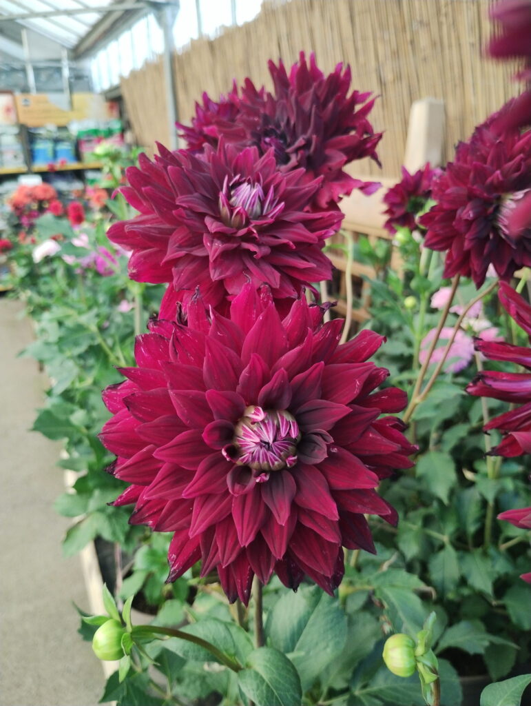 Close-up of deep red dahlia blooms with intricate layered petals