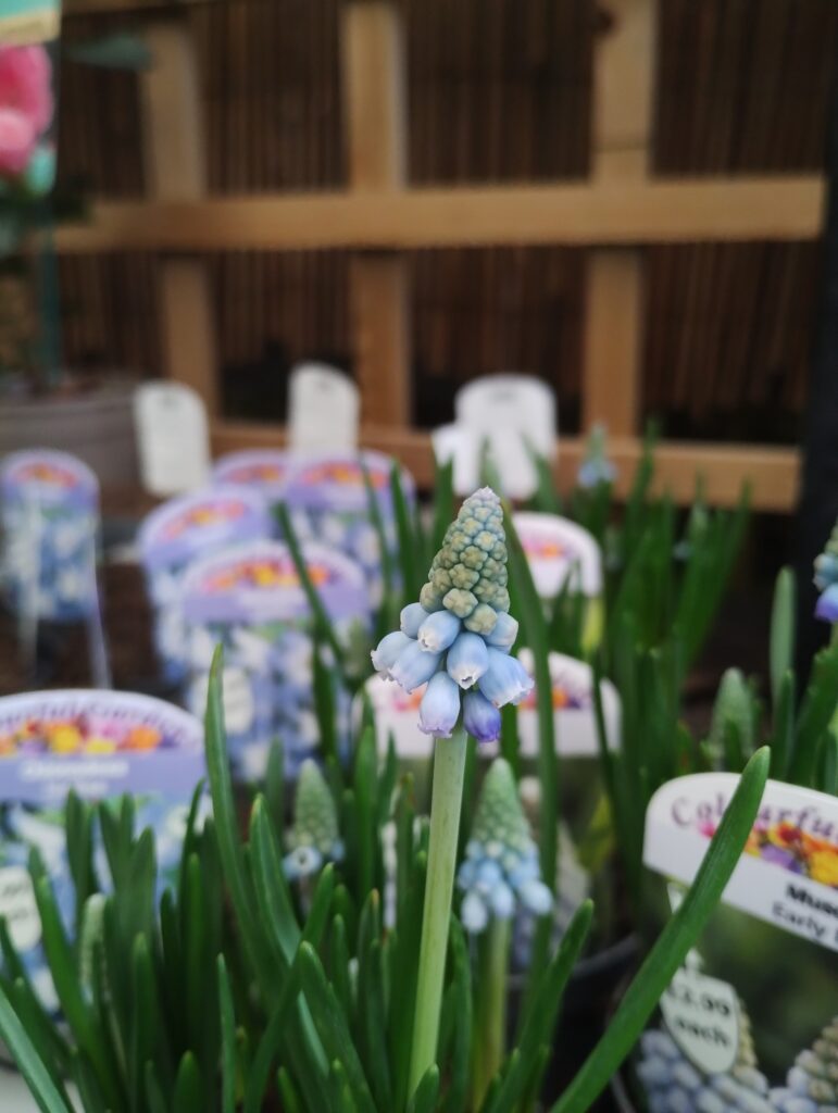 Beautiful shot of outdoor flowers blooming at a garden centre in Tewkesbury