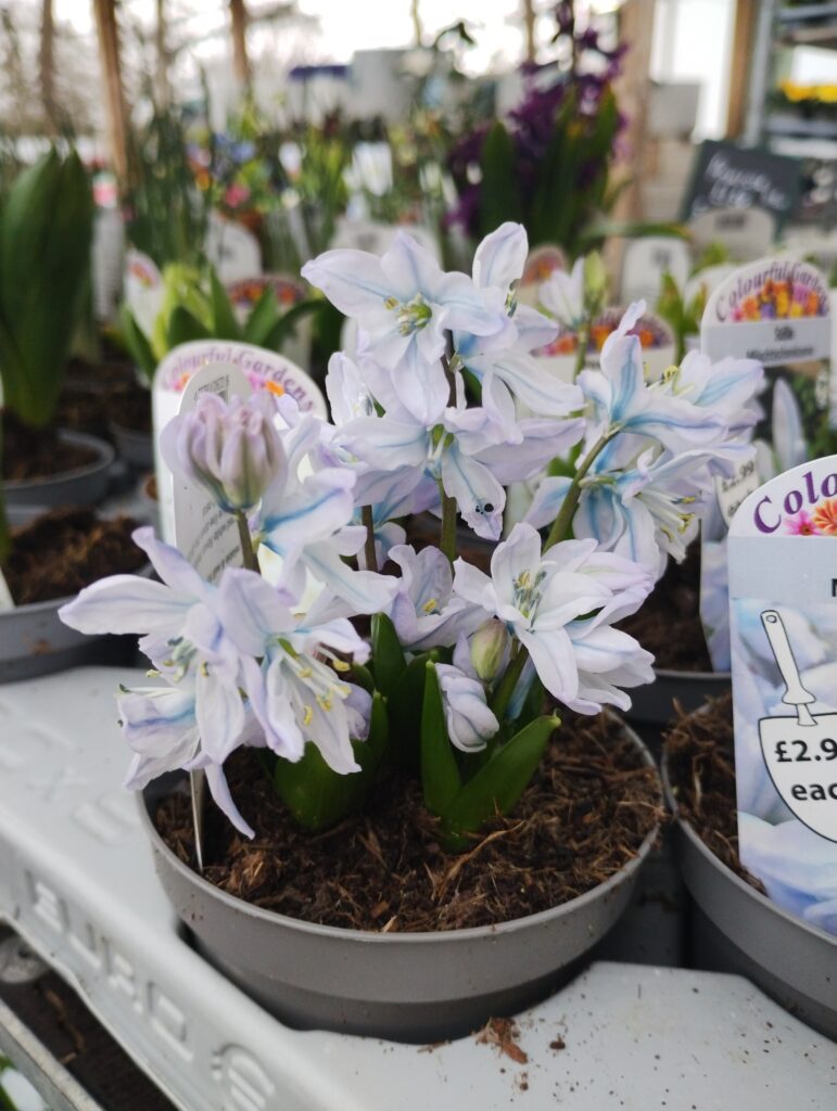 Outdoor plants for sale