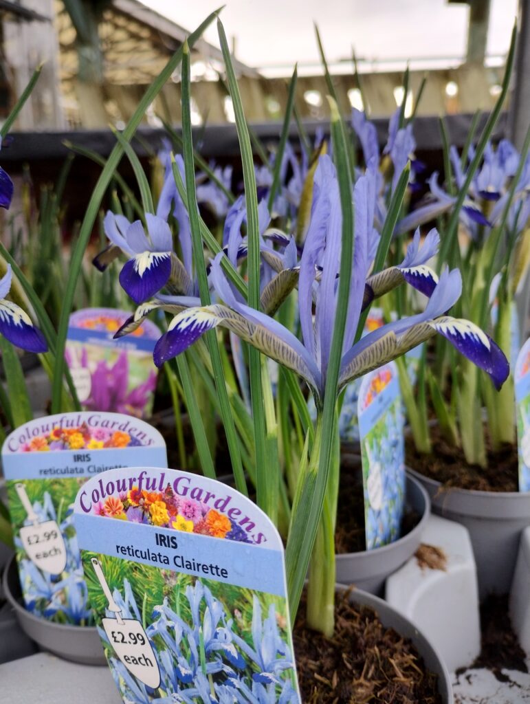 Beautiful shot of Iris flowers, blooming just in time for spring