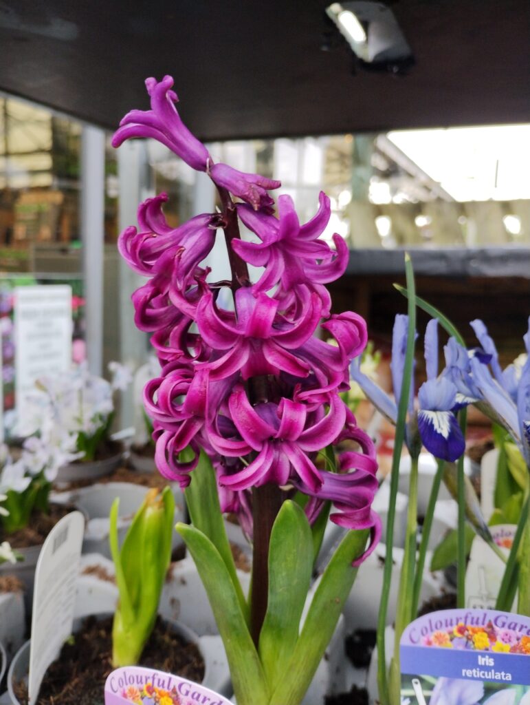 Colourful blooming flowers