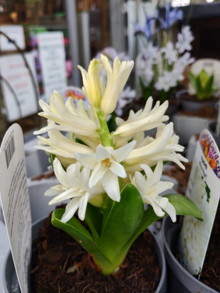 Fragrant white hyacinth plant with delicate blooms in garden centre display