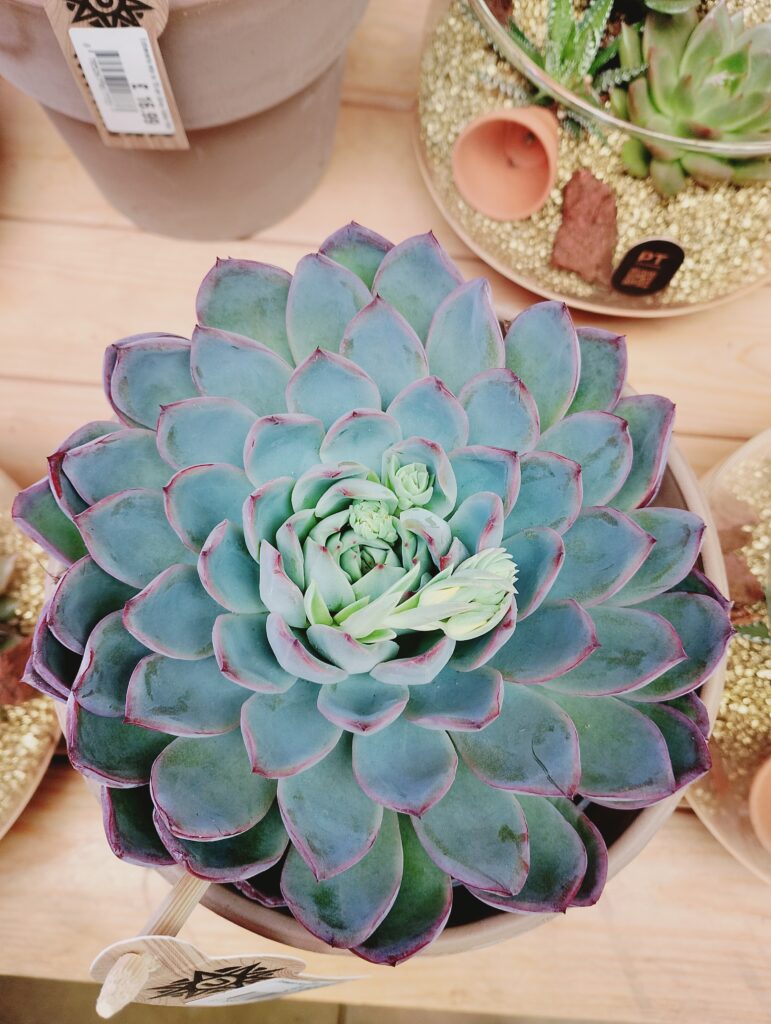Indoor Succulents displayed at Tewkesbury Garden Centre