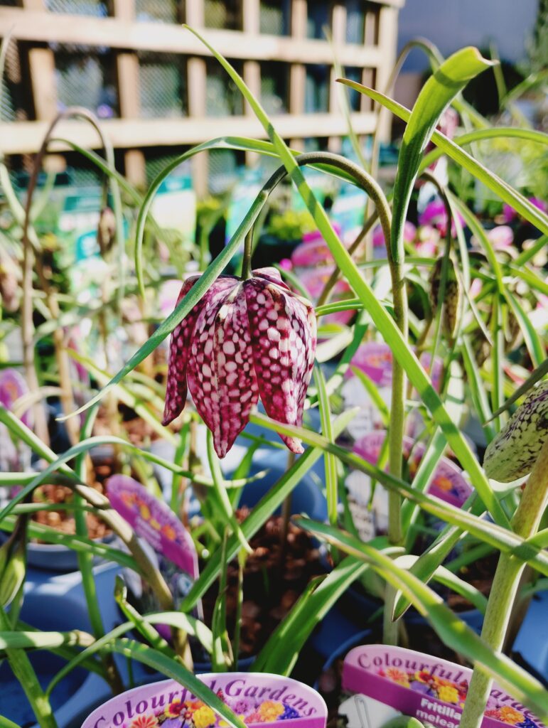 Close-up of a fritillaria flower with distinctive checkered purple petals