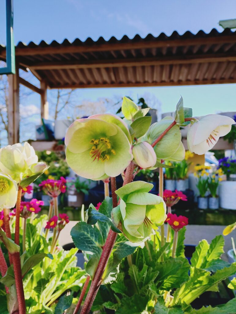 Close up shot of healthy blooming flowers outside at a garden centre in Tewkesbury